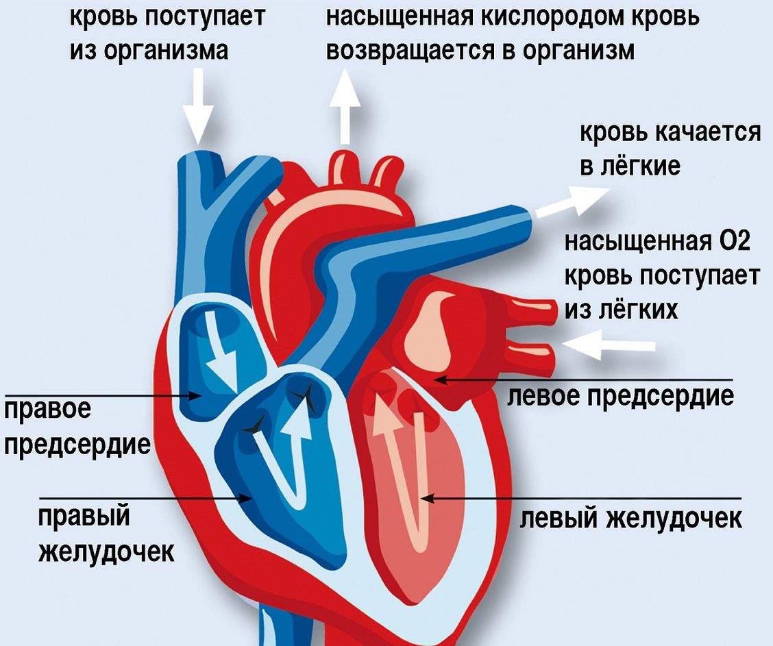 У человека кровь из правого желудочка сердца