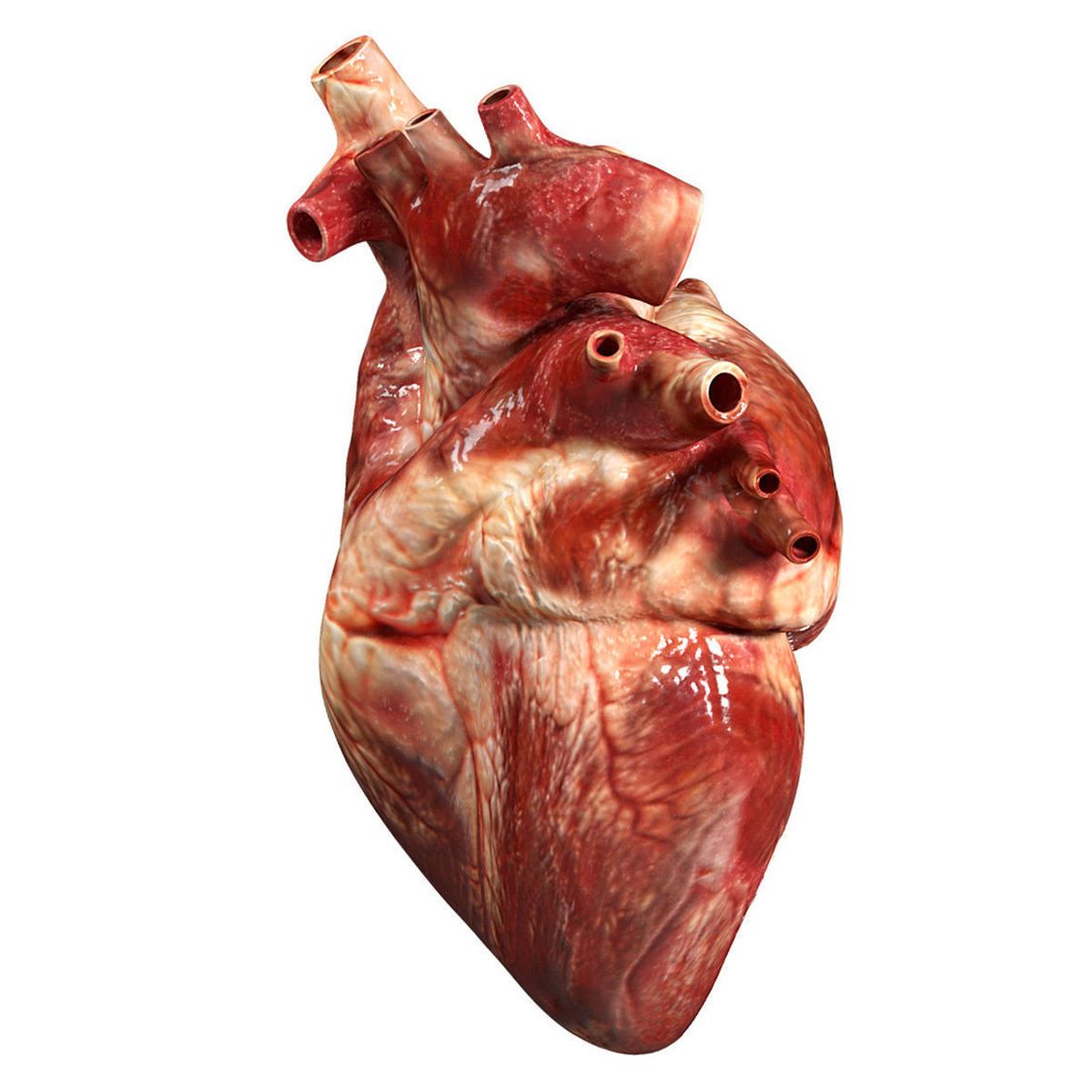Сердце человека настоящее