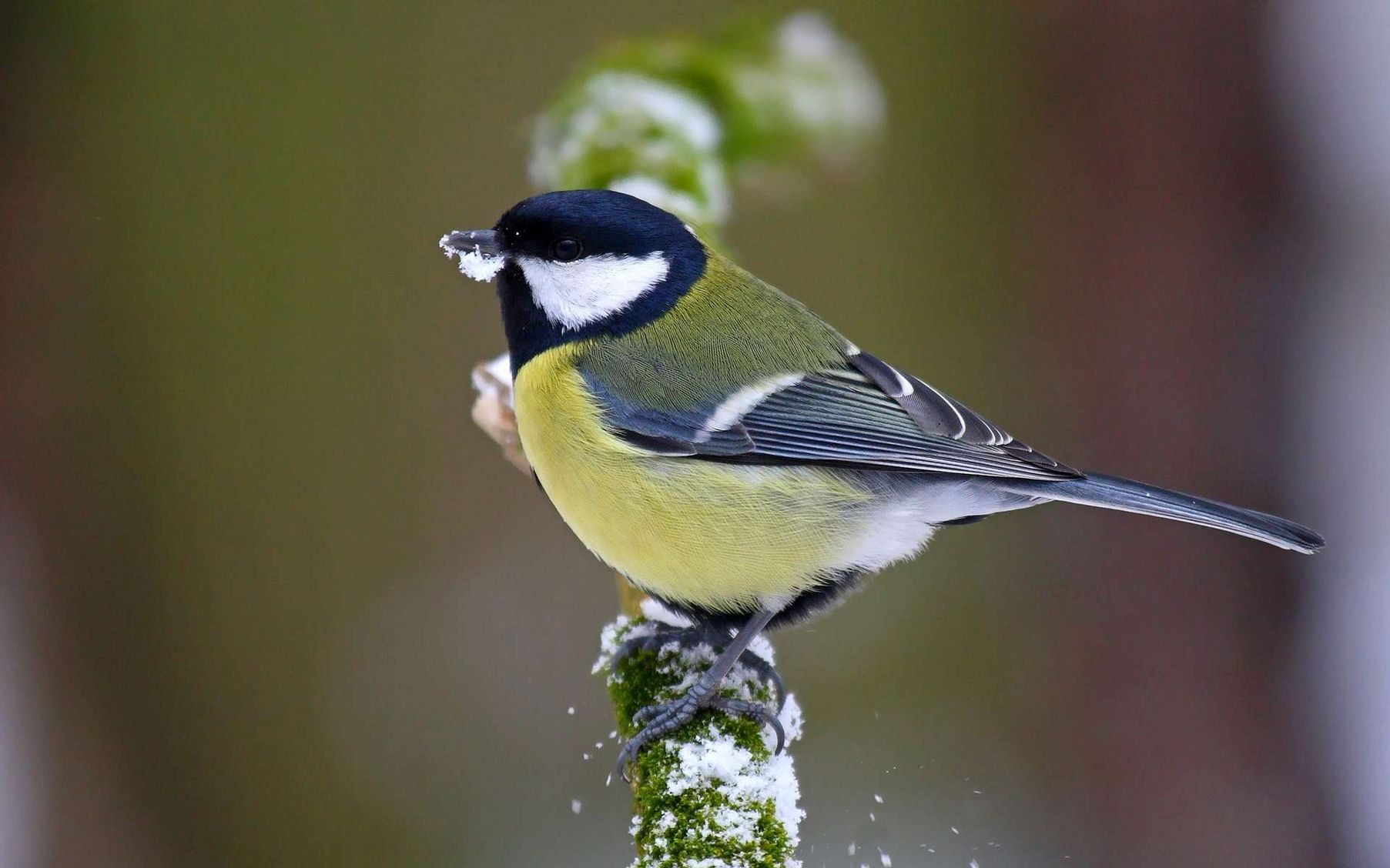 Синичка фото птички зимой
