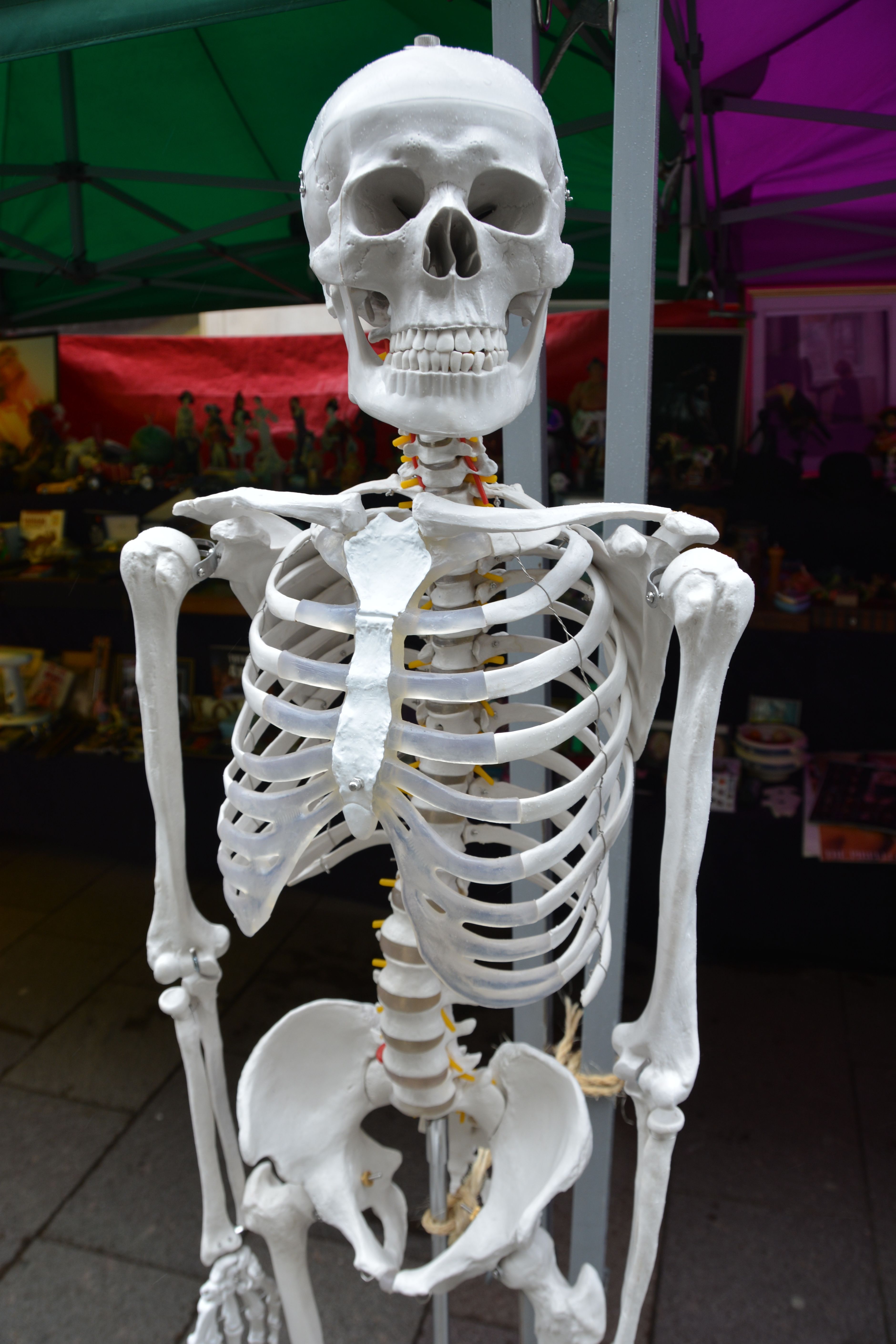 Скелет организации. Скелет. Скелет человека. Человечий скелет.