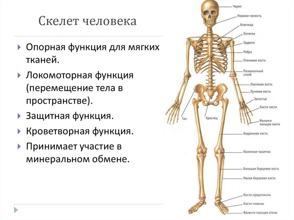 Скелет человека рисунок карандашом (48 фото)