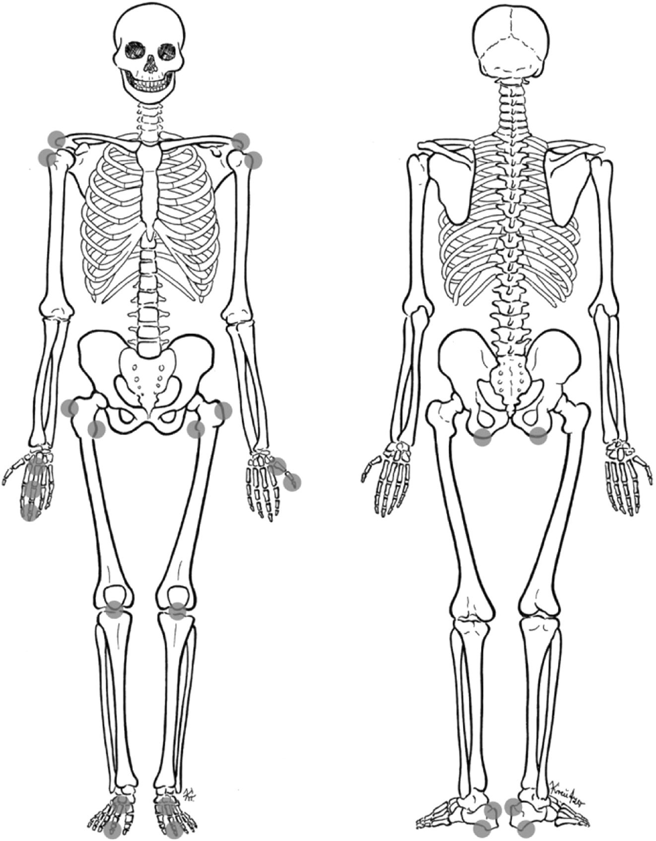 Скелет человека вид спереди и сзади без подписей