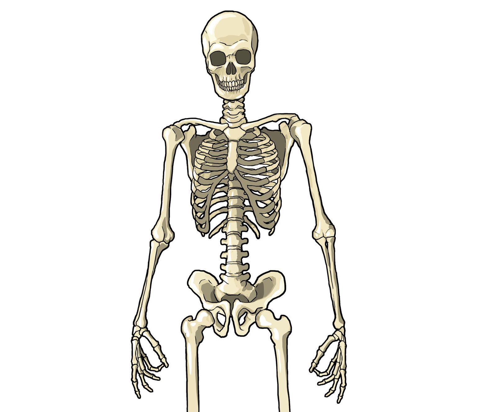 Прямо на скелет. Скелет. Человеческий скелет. Человеческий скелет картинки. Скелет рисунок.