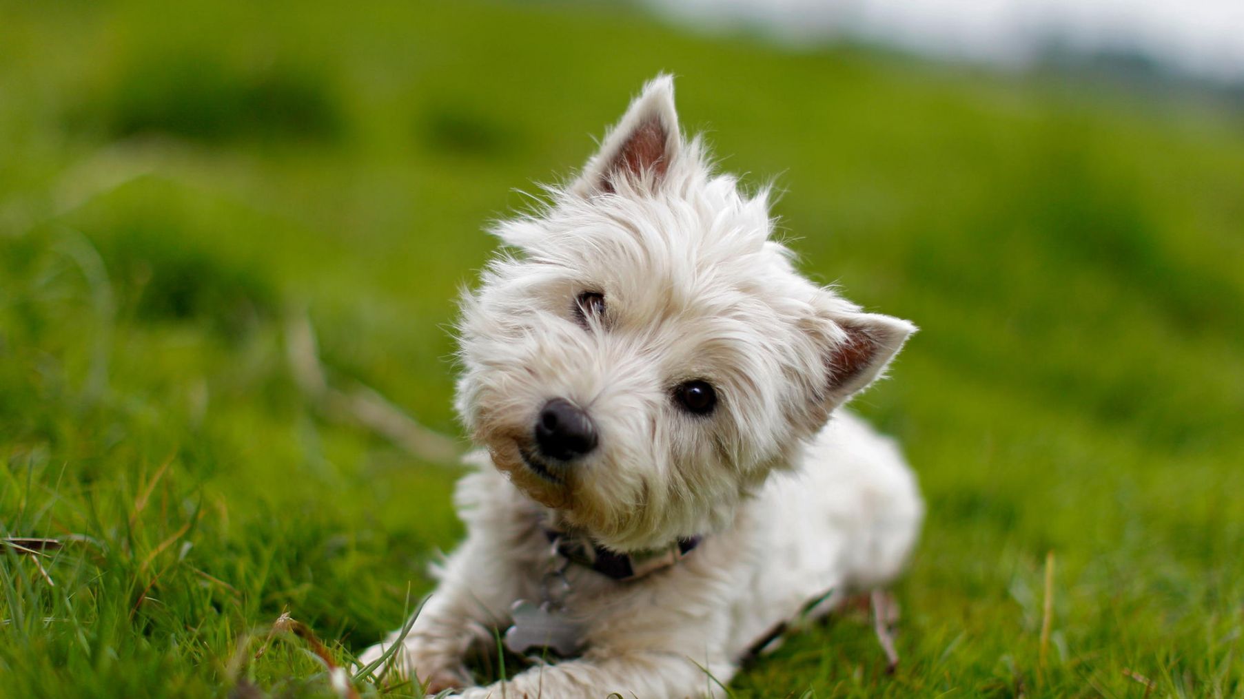 Вест-хайленд-Уайт-терьер породы собак Великобритании