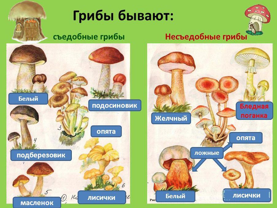 Виды несъедобных грибов фото и названия