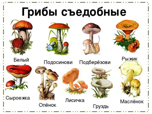 картинки с сюрпризом грибы