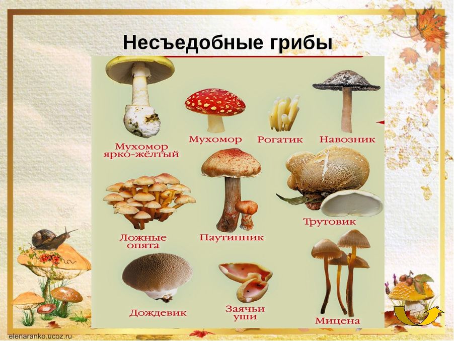 Строчки грибы фото съедобные и несъедобные чем отличаются и как готовить