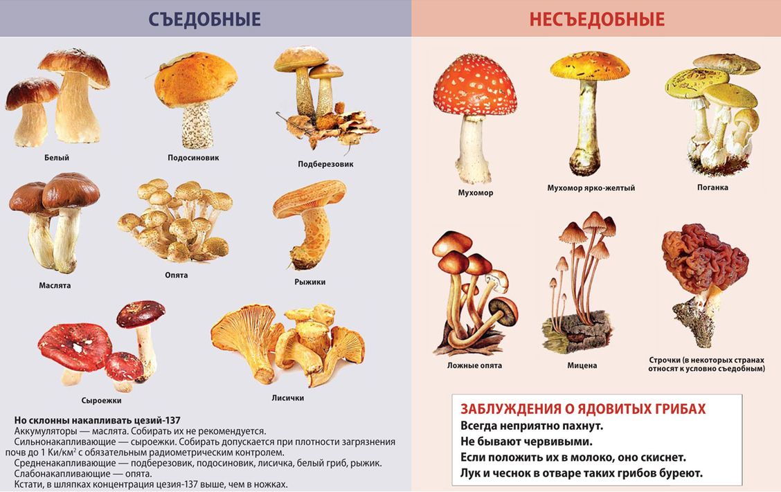 Краснокнижные грибы россии фото с названиями и описанием