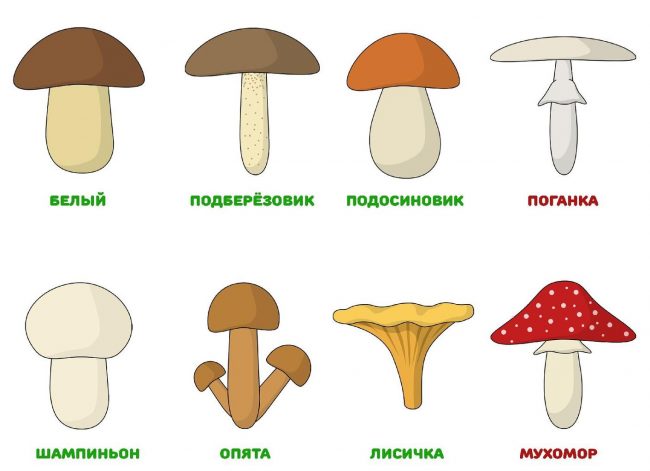 картинки с сюрпризом грибы