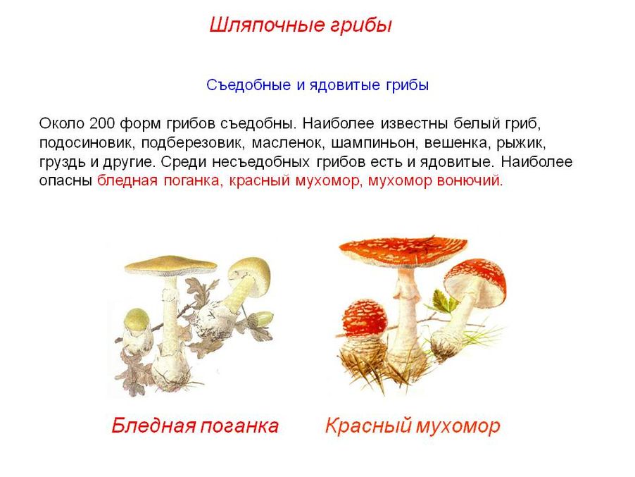 Подосиновик относится к шляпочным грибам. Ядовитые Шляпочные грибы. Шляпочные грибы съедобные и ядовитые. Шляпочные грибы ядовитые грибы. Несъедобные шляпочных грибов.