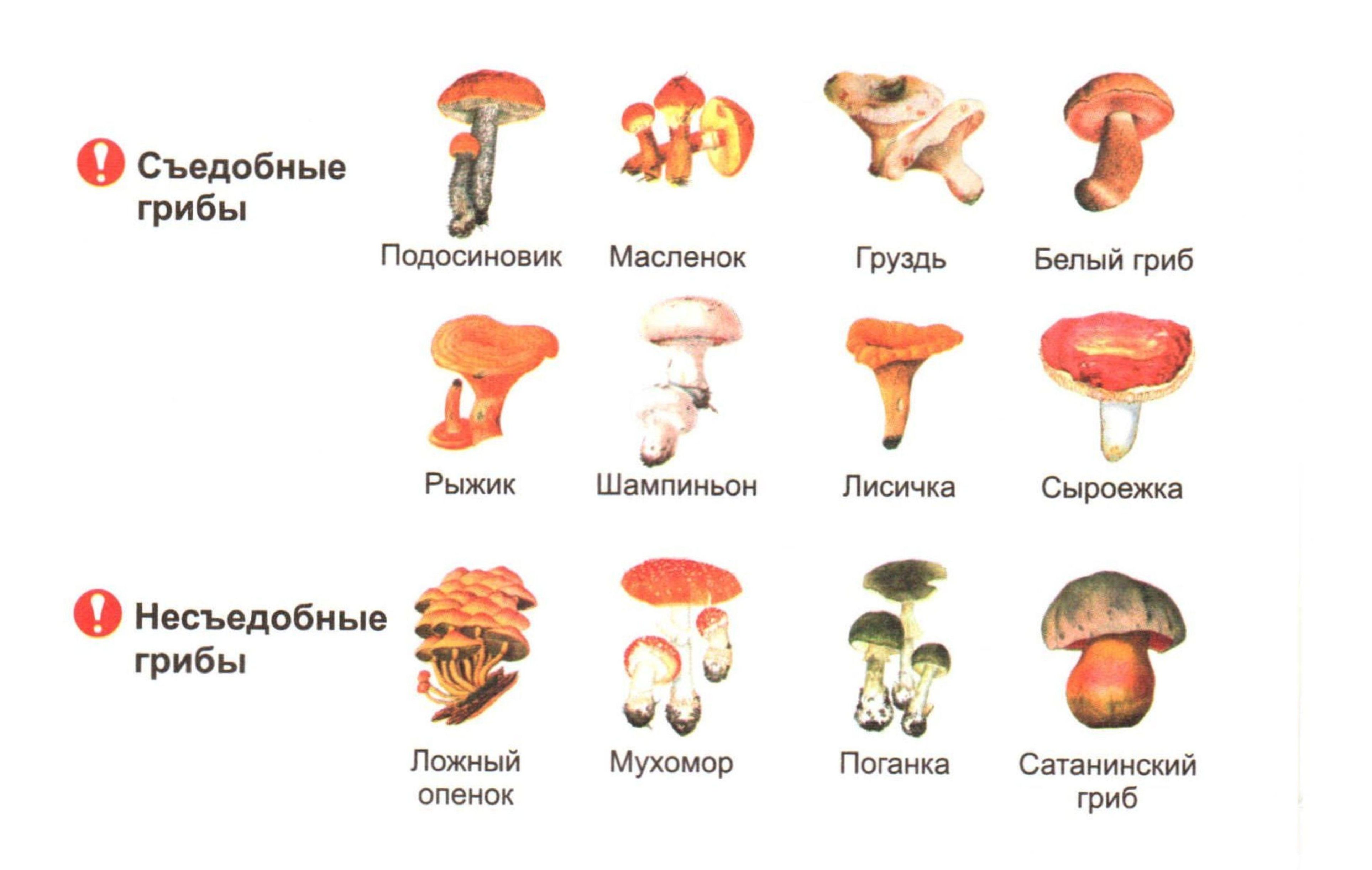 картинки ядовитых грибов для дошкольников