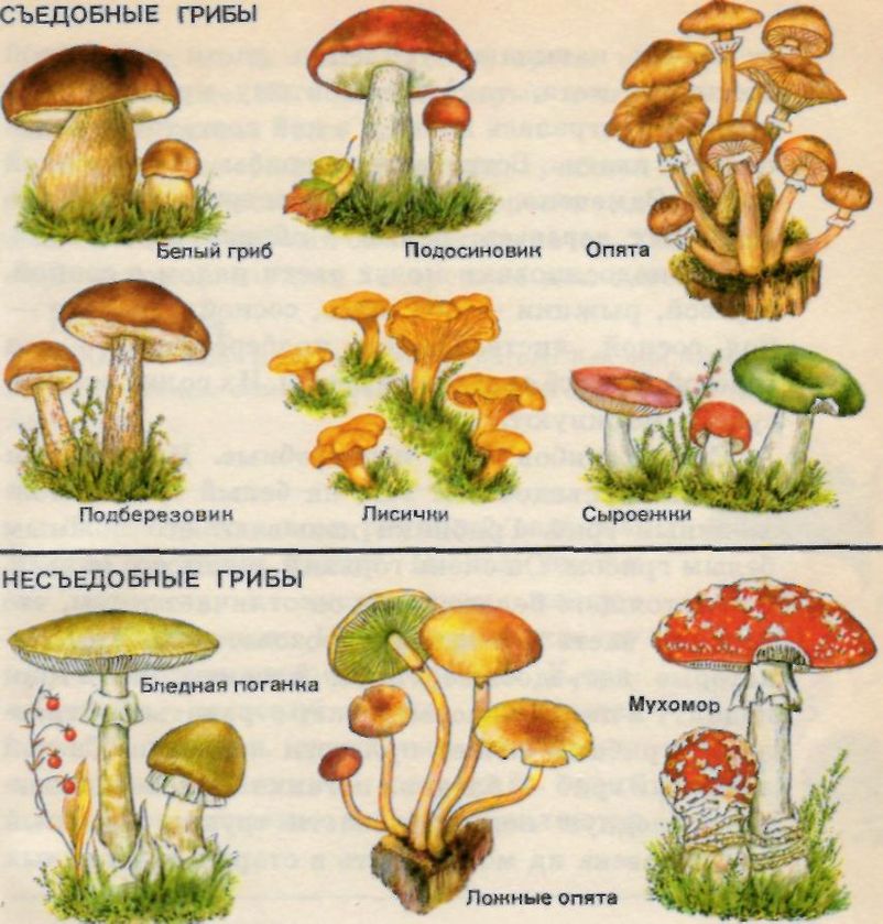 Название некоторых грибов. Несъедобные грибы 2 класс окружающий мир. Рисунки грибов съедобных и несъедобных с названиями. Грибы для детей с названиями съедобные и несъедобные. Съедобные грибы и несъедобные грибы 2 класс окружающий мир.