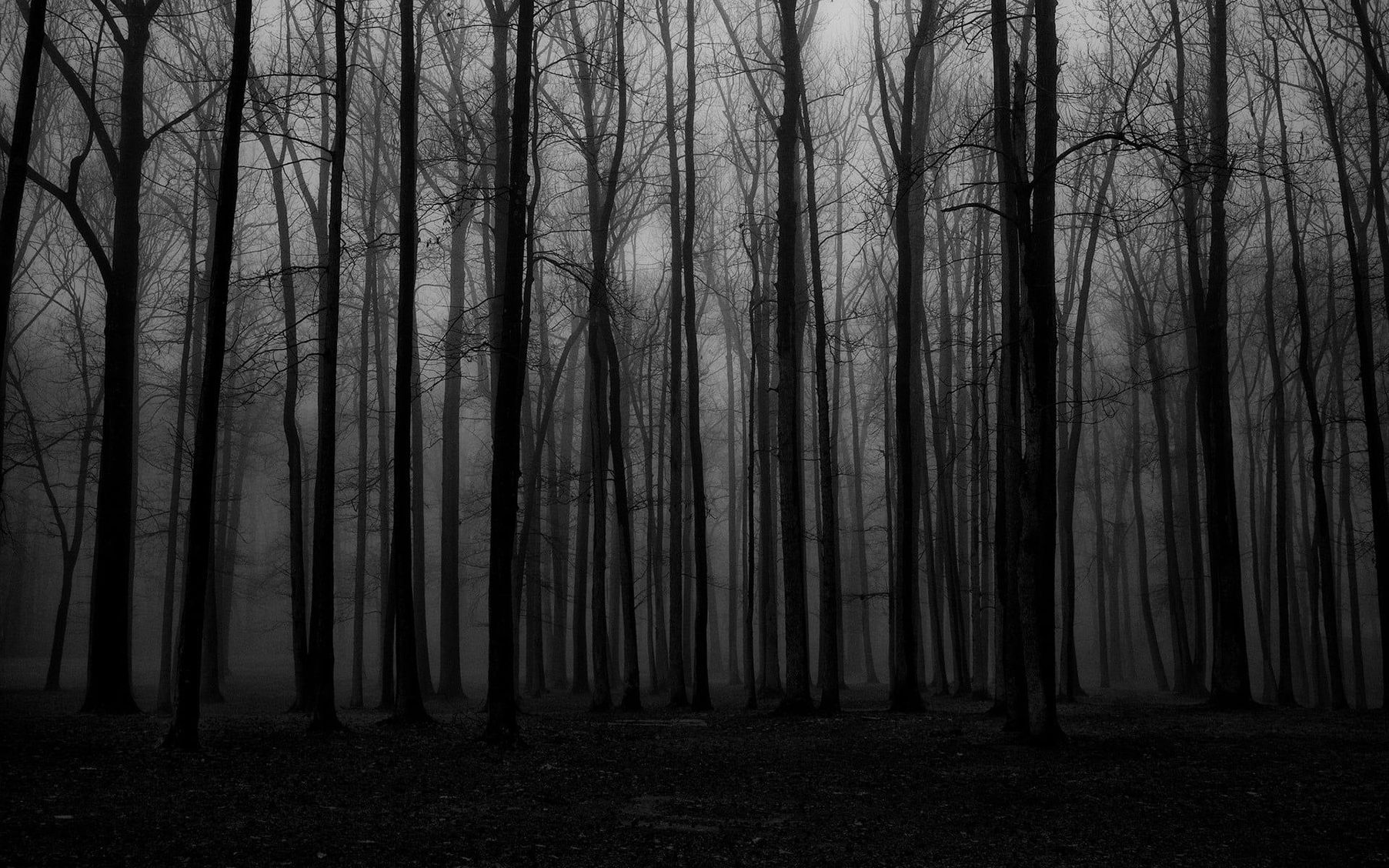 Темные плотно стоящие. Серый лес. Мрачный лес. Мрачный фон. Темное дерево.