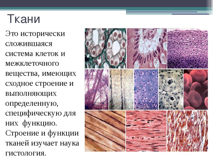Названия тканей человека. Типы тканей анатомия. Клеточное строение тканей человека. Соединительная ткань человека.