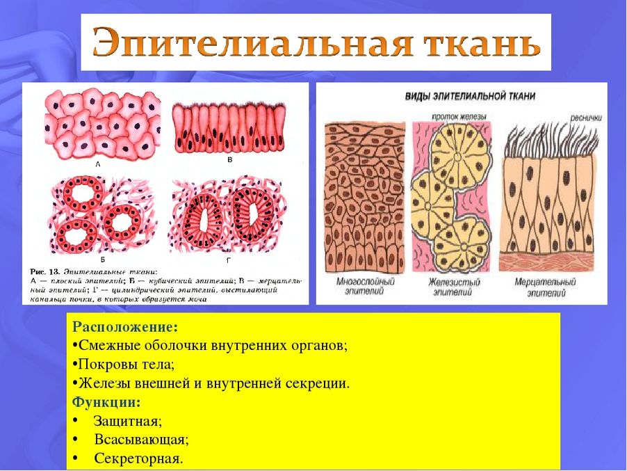 Эпителиальное строение функции. Строение ткани эпителиальной ткани. Покровная функция эпителиальной ткани. Эпителиальная ткань анатомия. Типы эпителиальной ткани у человека.