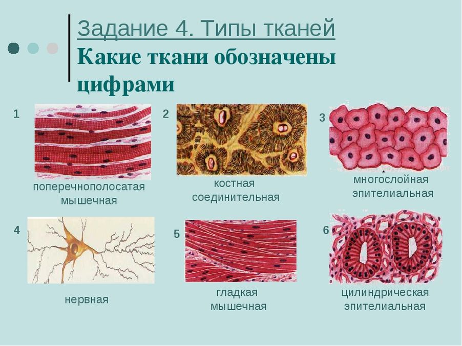 Какой тип ткани имеют клетки содержащие