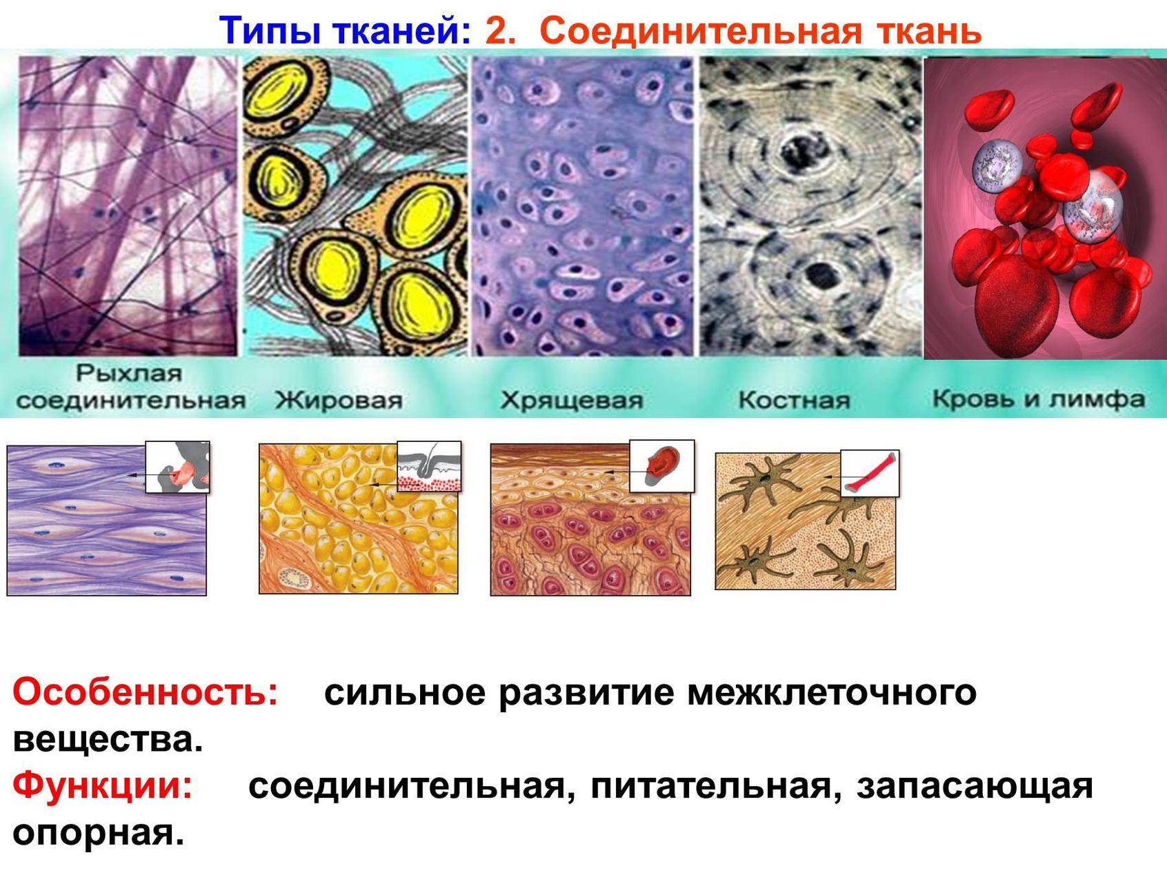Соединительные ткани строение клеток ткани