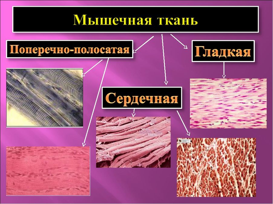 Особенности строения мышечной ткани ответ. Мышечная ткань животных. Виды мышечной ткани. Типы мышечной ткани человека. Виды мышечной ткани животных.