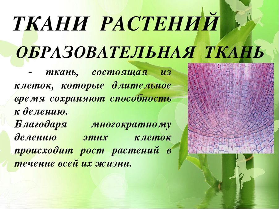 К тканям растений относится ответ. Образовательные ткани растений 5 класс биология. Растительные ткани. Tekana rasteniya. Растительные ткани биология.