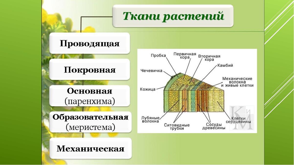 Состоит из четырех видов. Схема проводящих тканей растений. Назовите основные растительные ткани и их функции 5 класс биология. Ткани образовательная покровная Проводящая. Образовательная ткань растений камбий.